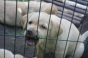7_zwerge_1.gif 7_zwerge_1.gif