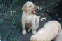 7_zwerge_2.gif 7_zwerge_2.gif