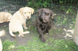 7_zwerge_3.gif 7_zwerge_3.gif
