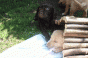 7_zwerge_4.gif 7_zwerge_4.gif