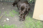 7_zwerge_5.gif 7_zwerge_5.gif