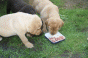 7_zwerge_6.gif 7_zwerge_6.gif