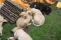 7_zwerge_8.gif 7_zwerge_8.gif