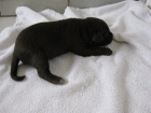 chiara1.gif chiara1.gif