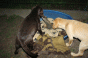 cookie_und_crazy_1011.gif cookie_und_crazy_1011.gif