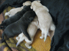 cwurf_11.gif cwurf_11.gif