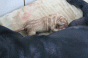geburt_14.gif geburt_14.gif