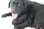 geburt_18.gif geburt_18.gif